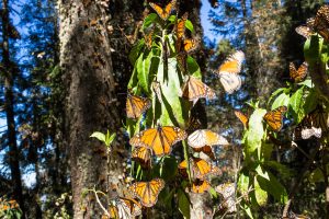 A handout picture provided by WWF-Telcel on 23 August 2016 shows a group of monarch butterfly in a forest of Michoacan, Mexico. Illegal logging inside Mexico's Monarch Butterfly Biosphere Reserve declined by 40 percent in 2015-2016, conservation group World Wildlife Fund (WWF) said on 23 August 2016. EPA/WWW-Telcel/EDITORIAL USE ONLY