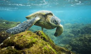 The existing Papahanaumokuakea National Monument in the Hawaiian Islands has just been expanded by U.S. President Barack Obama to create a protected area covering 1.5 sq. kilometers (580,000 sq. miles) of land and sea, an ecosystem that is is home to some 7,000 marine and terrestrial species. EFE