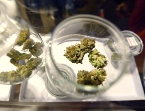 Samples of marijuana sit on the counter at the Denver Discreet Dispensary in Denver, Colorado, USA, 01 January 2014. Colorado is the first state in the USA to sell recreational marijuana legally in the US. EPA/BOB PEARSON